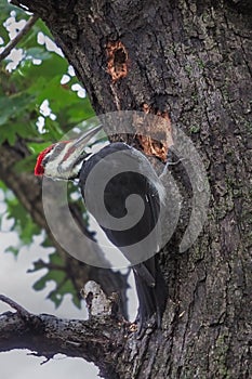 Pileated Woodpecker Pecks a Tree