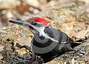 Pileated woodpecker portrait into the forest