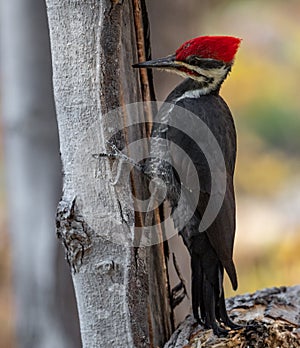 Pileated Woodpecker Portrait