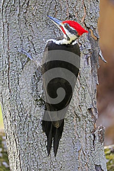 Pileated woodpecker portrait sitting on a tree trunk