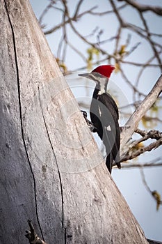Pileated Woodpecker resting on a dead tree