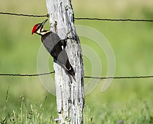 A Pileated Woodpecker sits on a wooden fence post, pecking for insects.