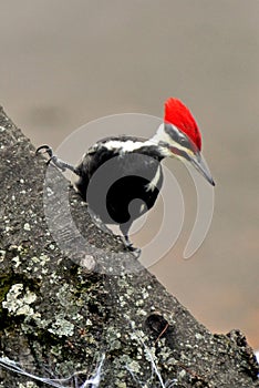 Pileated Woodpecker Stakes Out Territory