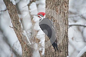Pileated Woodpecker Braves Snowstorm photo