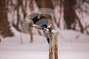 Pileated woodpecker in winter