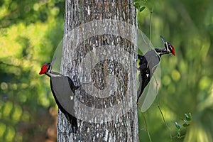 Pileated Woodpeckers in Riverbend Park; Jupiter, Florida