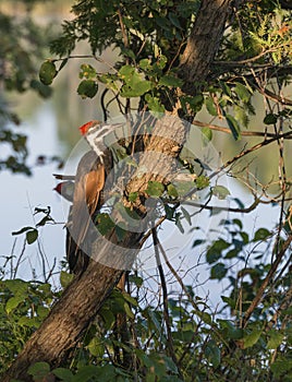 Pileatus Woodpecker on Cedar Tree