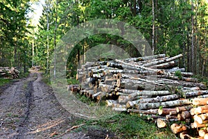 Piled pine tree logs  in forest. Stacks of cut wood. Wood logs, timber logging, industrial destruction