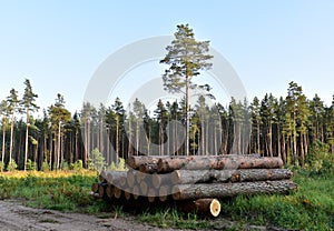 Piled pine tree logs  in forest. Stacks of cut wood. Wood logs, timber logging, industrial destruction. Forests illegal