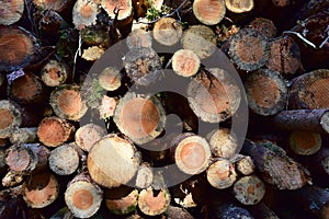 Piled pine tree logs  in forest. Stacks of cut wood. Wood logs, timber logging, industrial destruction. Forests illegal