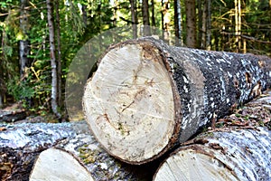 Piled pine tree logs  in forest. Stacks of cut wood. Wood logs, timber logging, industrial destruction. Forests illegal