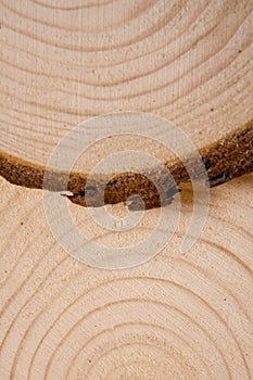 Piled pine tree trunk cross-sections with annual rings. Lumber piece close-up.