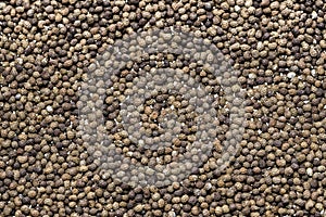 Piled poppy seeds evenly distributed