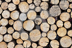 Piled tree trunks. Sawn timber wood in row