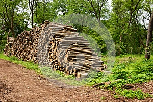 Piled up Ash Tree Logs due to Emeral Ash Borer