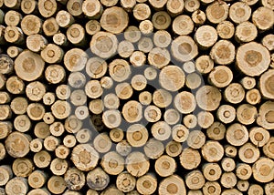 Piled up logs photo