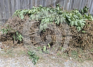 Piled yard waste of dead brown twigs and plants