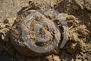 Piles of African elephant dung in the bushveld of South Africa.useful for making fire when dry or making paper.