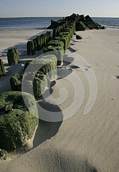 He piles of the aged mooring which acquired green algas on the beach Brighton Bich, the USA