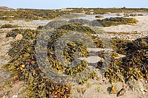 Piles of bladderwrack on a beach in Jersey