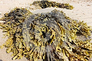 Piles of bladderwrack on a beach in Jersey