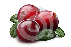 Piles of cranberries, paths