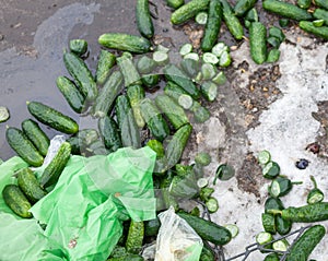 Piles of cucumbers on the landfill