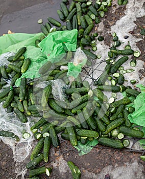 Piles of cucumbers on the landfill