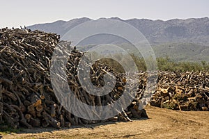 Piles of cut wood on lumberyard near mountains.