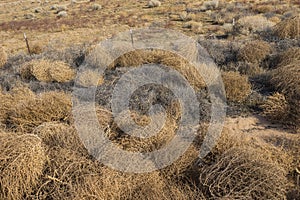 Piles of Dead Brown Tumbleweeds