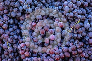 Piles of delicious fresh juicy seedless red grapes background in city fruit market