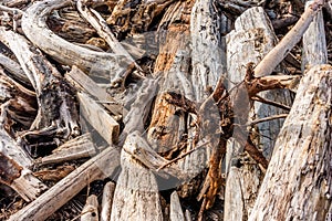 Piles of Drifwood Closeup