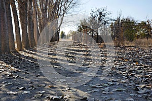Piles of dry leaves in the fall,dry leaves falling on the ground in autumn
