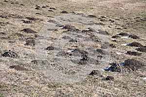 Piles of earth Moles dug in the meadow