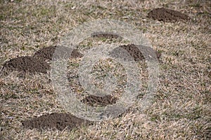 Piles of earth Moles dug in the meadow