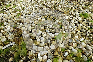 Piles of empty limpet shells