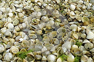 Piles of empty limpet shells photo