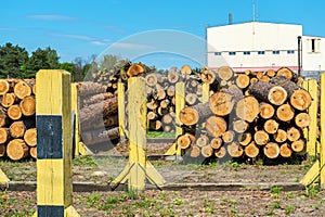 Piles of freshly cut logs