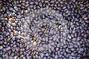 piles of freshly grown olives of different shades of color