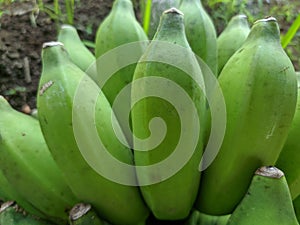 Piles of green bananas are sold in the local Indonesian market. Banana branch at the market. files 1