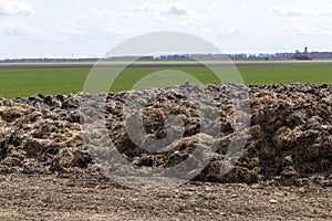 piles of humus manure on the field to fertilize the field territory