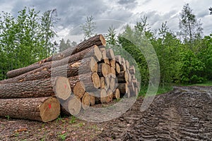 piles of log after lumbering