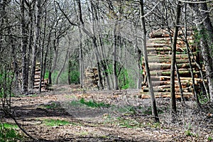 Piles of Logged Timber in the Woods