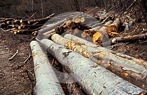Piles of logs in forest