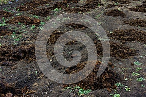 Piles of manure on the field to fertilize the harvest