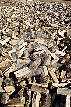 Piles of pieces of maple tree wood spread out to be seasoned