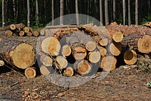 Piles of pine logs cut down in a forest. Pine tree forest