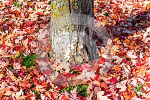 Piles of red maple fall leaves scattered around the base of a tr