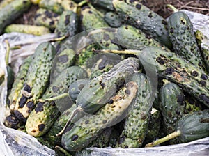 Piles of rotten cucumbers on the landfill