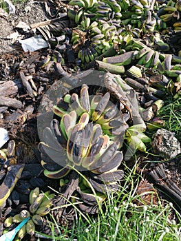 Piles of rotten or throw away banana fruits on the ground